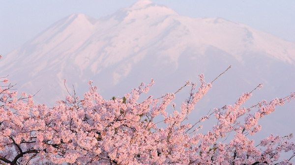 日本最美樱花摄影图片精选