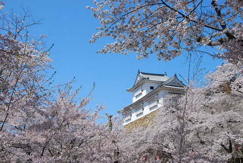 日本最美樱花摄影图片精选