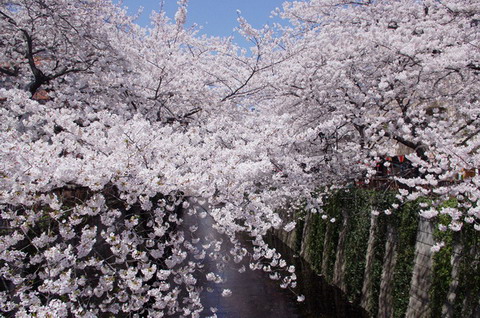 日本最美樱花摄影图片精选