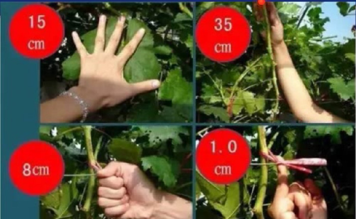 葡萄