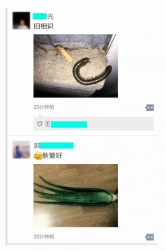 手机玩我 《算法浪漫》尺寸可变 网络截图 尺寸可变 2019-2021 