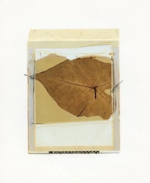 选自植物标本系列&nbsp;25 x 17 cm&nbsp;59型号彩色宝丽来转印至画纸 1988 