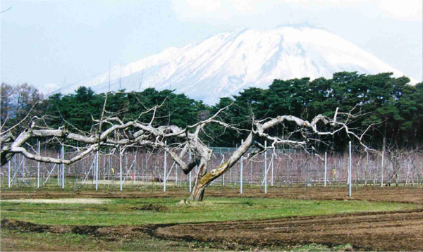 日本开心形苹果的生产现状和特点