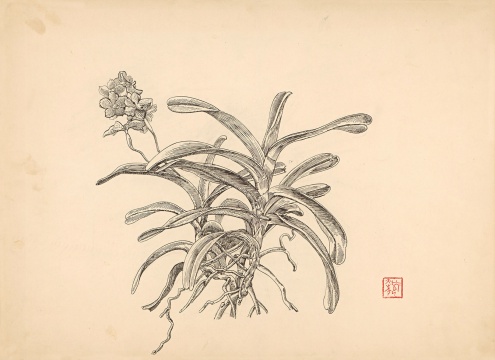 《兰花》39×54cm&nbsp;纸本钢笔&nbsp;1980年代 