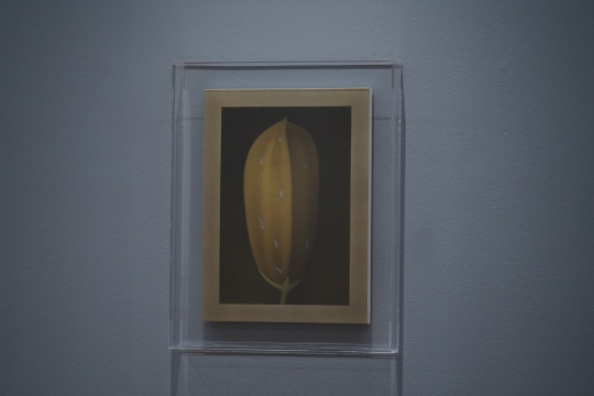 《果实之二》绢本设色 37×27cm&nbsp;2022&nbsp; 