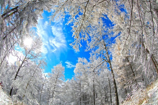 阿尔山初雪_fororder_初雪后的雾凇与湛蓝的天空相得益彰。&emsp;赖志强 摄