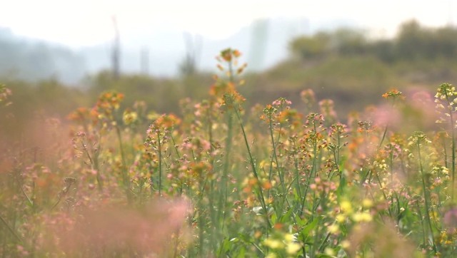 广西南宁：春日暖阳 彩色油菜花盛开