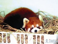 少儿科普--动物过冬